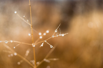 Change of seasons concept: mist droplets on the faded yellow grass, reeds in the late autumn morning