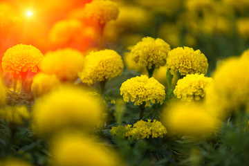 Lots of beautiful marigold flowers in the garden,Thailand