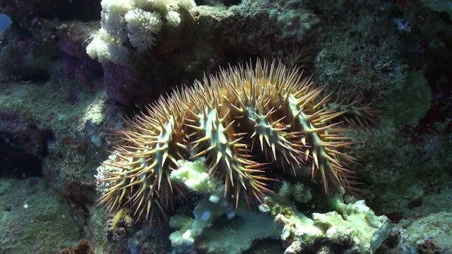 Red Spanish Dancer nudibranch sea slug underwater on sandy bottom. Relax video about tropical marine animals feeding coral in world of wildlife.