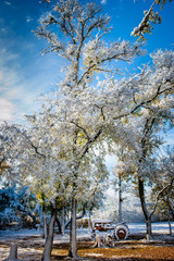 Snow Covered Tractor and Trees