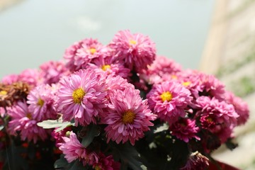 Chrysanthemum flower in natural