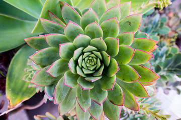 Succulent