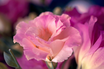Beautiful Eustoma flowers (Lisianthus, tulip gentian, eustomas) background. Close up.