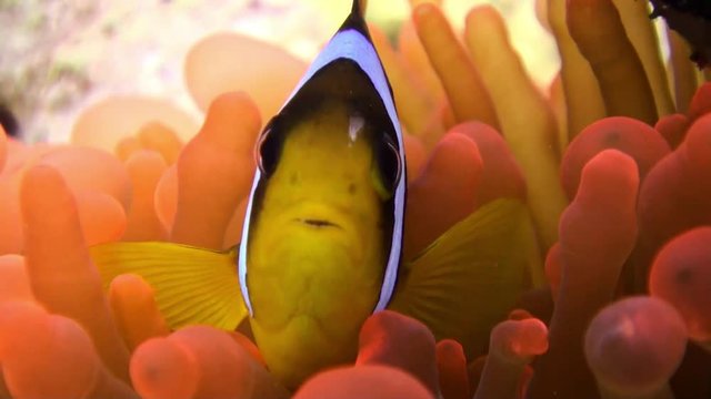 Clown fish in bright orange color Bubble Anemone Actinidae underwater Red sea. Relax video about marine nature on background of beautiful lagoon.