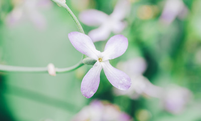 Flower In Garden