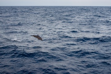 Dolphin jumping in the open sea, surrounded by blue waters.