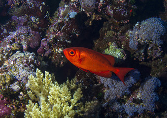 Obraz na płótnie Canvas Crescent-tail bigeyes over a reef in Red Sea