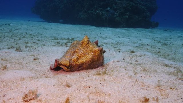 Conch shell on seafloor, close up