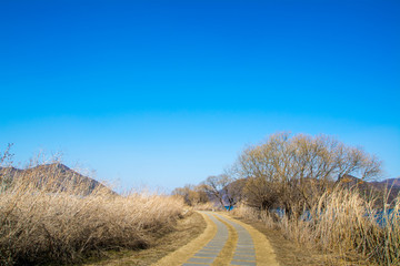The blue sky and reeds.