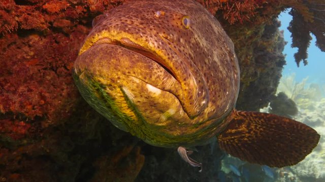 Close up, goliath grouper in reef