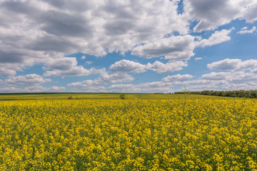Obraz premium Scenic view of rural field with rape flowers