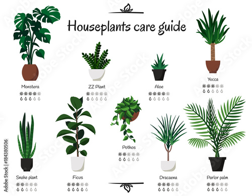 "Popular and common houseplants care guide. Vector isolated collection