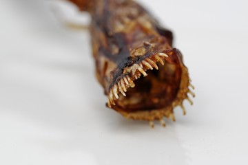 怪物のような姿の魚