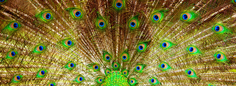 Fototapeta Background, beautiful peacock tail. Nature and backgrounds.