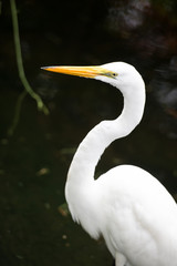 Great Egret on the background of a green grass
