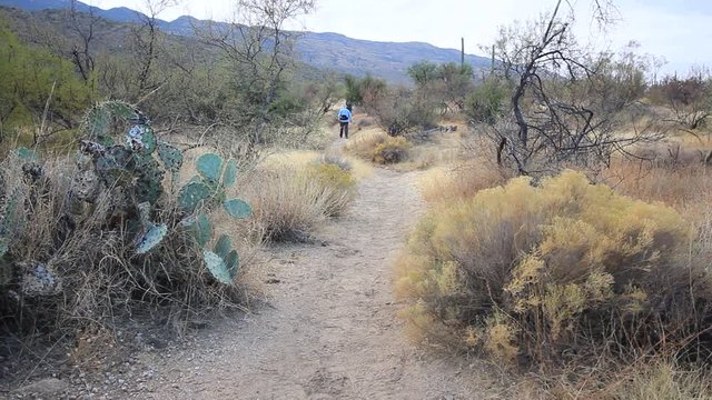 Group of hikers adventuring into the Catalina mountains.