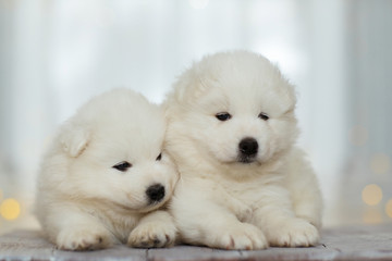 Golden Retriever Puppies