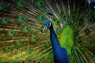 Fototapeta na wymiar Portrait of a peacock with a loose tail.