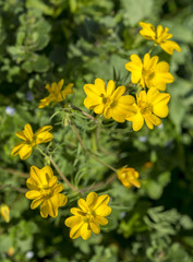 Flowers of Beardless-petalled Hypecoum, Hypecoum imberbe.  Photo taken in Ciudad Real, Spain