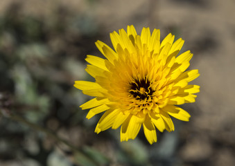 Flowers of False Sow-thistle, Reichardia tingitana. It is a species in the daisy family native to the Mediterranean Region. Photo taken in the dunes of the Carabassi Beach, Elche, Spain