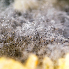 Mold on rice