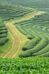 Tea plantation landscape in the north of Thailand