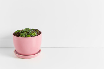 A single succulent plant potted