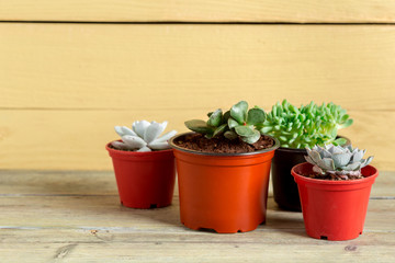 Succulent plants grouped on table