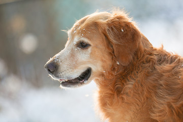 6 years old Golden Retriever potrait