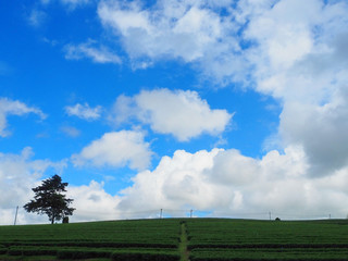 Fototapeta na wymiar Tea Plantation and Sky