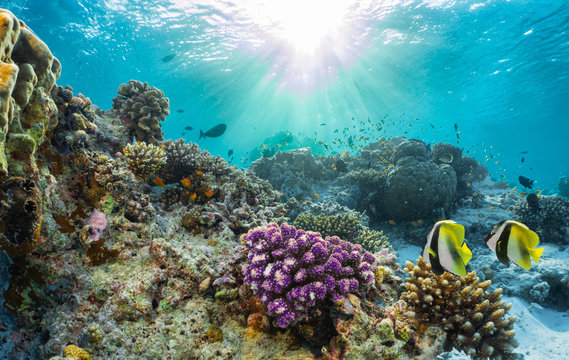 Fototapeta Kolorowa rafa koralowa z tropikalną ryba na Malediwy