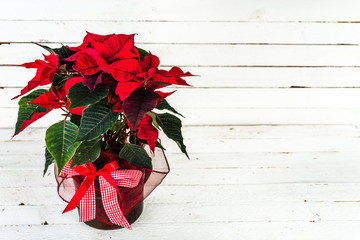 Christmas flower, red poinsettia, christmas table decoration on white boards