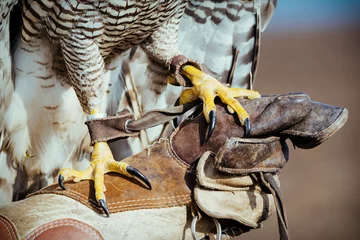 Fotobehang Falconer with hawk on the hand © zorandim75