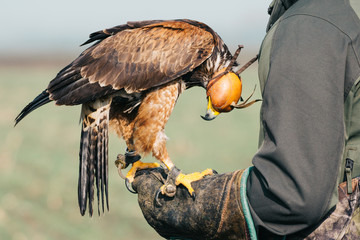 Falconer with hawk on the hand - obrazy, fototapety, plakaty