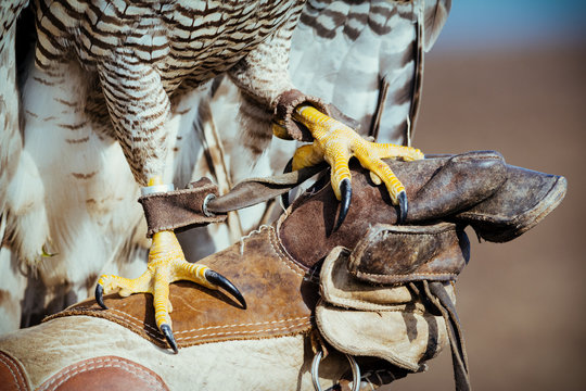 Falconer with hawk on the hand