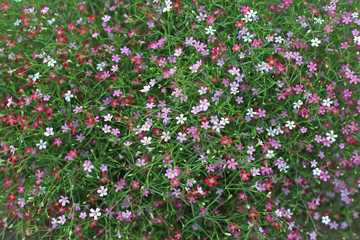 Closeup many little gypsophila pink flowers background