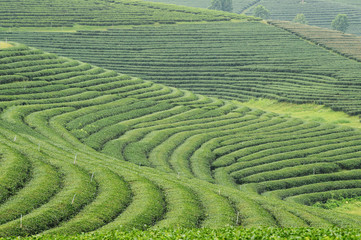 Tea plantation landscape in the north of Thailand