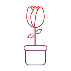 potted tulip flower decoration ornament vector illustration