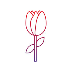 tulip flower stem leaves natural floral vector illustration