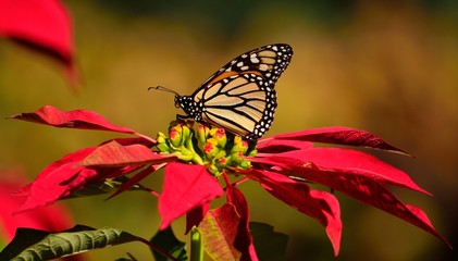 Beautiful monarch butterfly on colorful christmas flowers