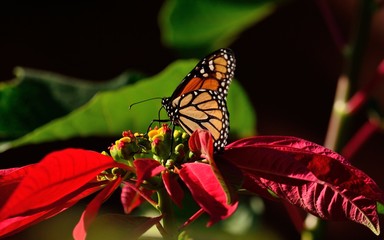 Splendid monarch butterfly on colorful poinsettia, christmas flower