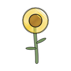 sunflower icon image