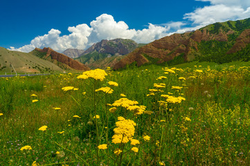 Fototapeta na wymiar Bright yellow tansy, green alpine meadows and a charming mountain view with blue sky and clouds