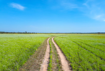 Fototapeta na wymiar Wheel tracks with green meadow and blue sky