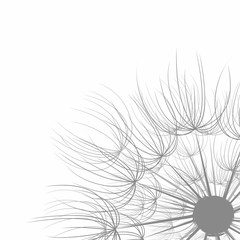 Background with dandelion. 