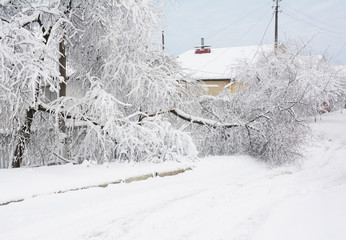 Trees Damaged From Snow and Ice.  Snow damaged trees.