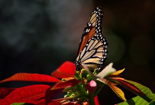 Large monarch butterfly and leaves of poinsettia in foreground