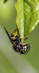 Hängende Wespe