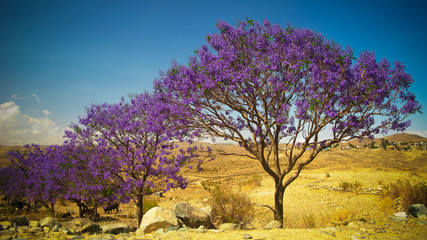Obraz na płótnie Canvas alley of Jacaranda trees at Filfil national park, Eritrea