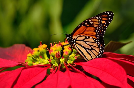 Wonderful monarch butterfly and poinsettia of vivid colors, christmas flower